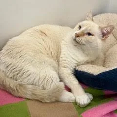 An adult large-sized male Flame Point Siamese cat named Meow for adoption in Green Valley, AZ