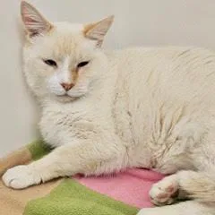 Meow thumbnail 3