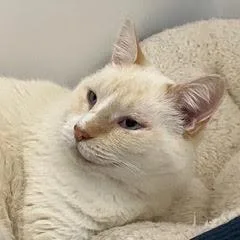 Meow thumbnail 5