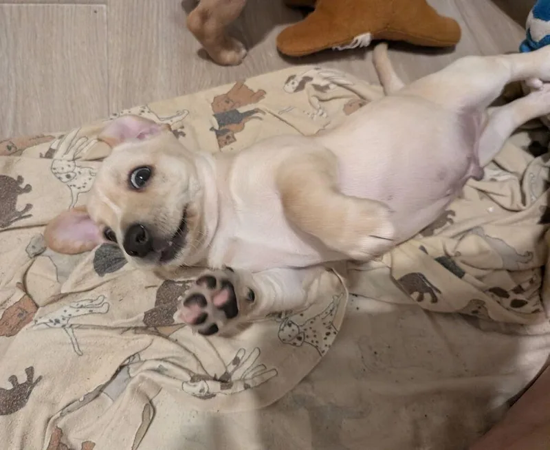 A baby small-sized male Chihuahua dog named Baker Annette for adoption in Lakeland, FL