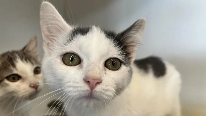 A baby medium-sized female Gray & White Domestic Short Hair cat named Bobbie for adoption in Chestertown, MD