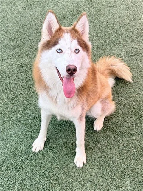 A young medium-sized female Siberian Husky dog named Rosie for adoption in Salinas, CA