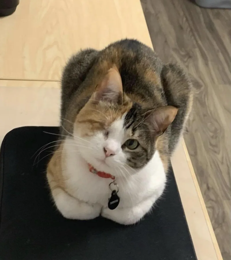An adult medium-sized female Torbie Tabby cat named Mimi for adoption in Huntington Beach, CA
