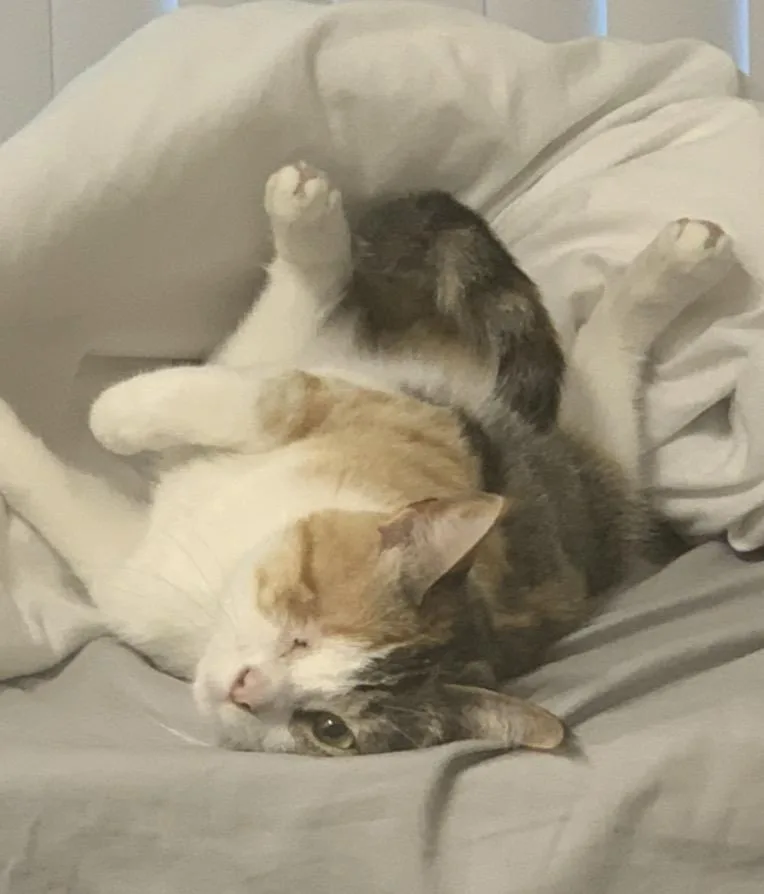 Mimi thumbnail 3