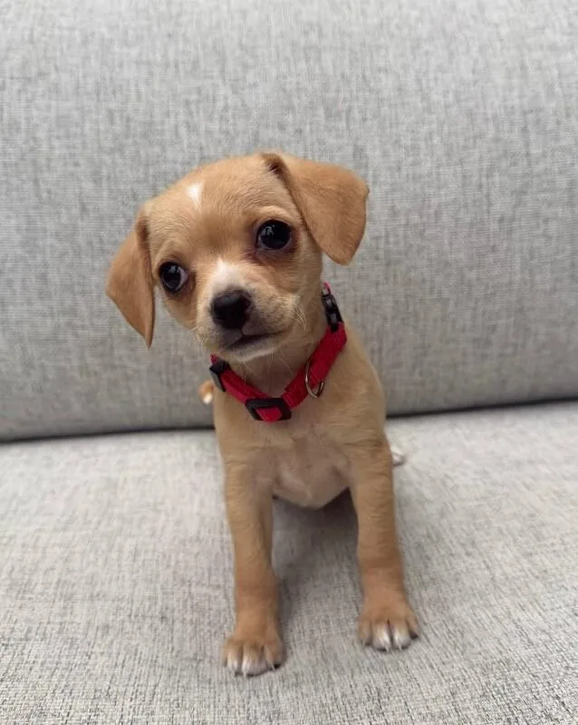 A young small-sized female Chihuahua dog named Marshmallow for adoption in Manhattan Beach, CA