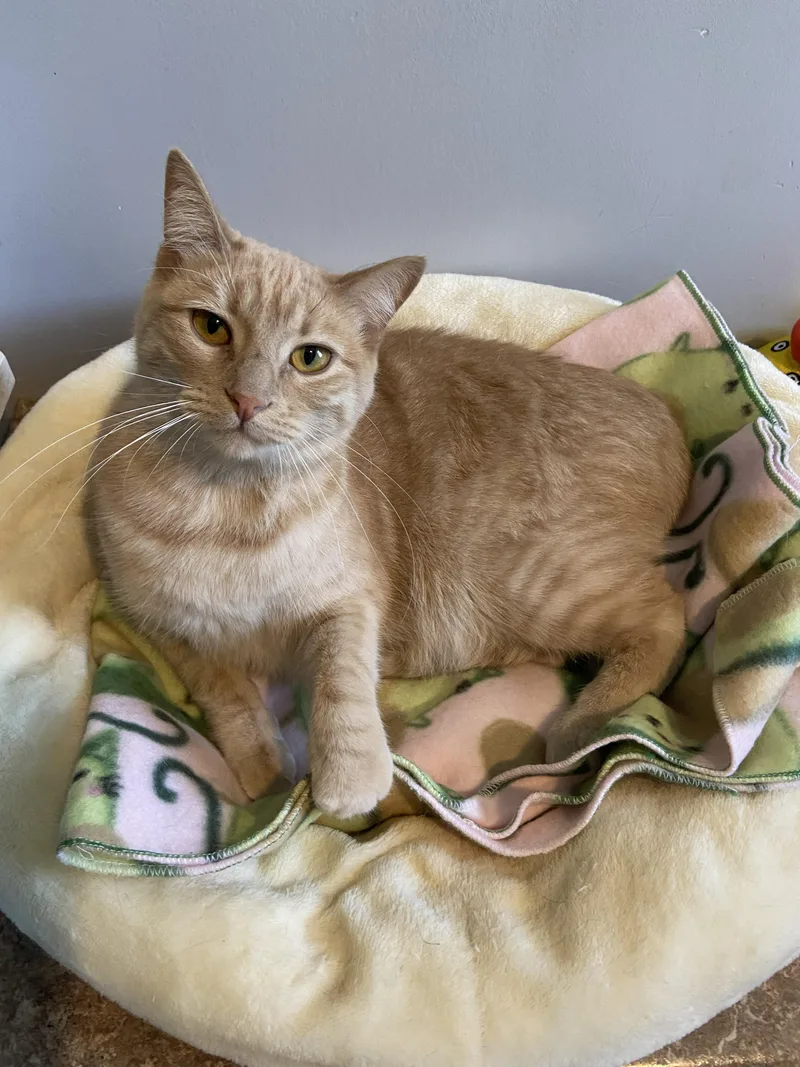 A young medium-sized female Buff / Tan / Fawn Domestic Short Hair cat named Cole Miller for adoption in Lincoln, NE