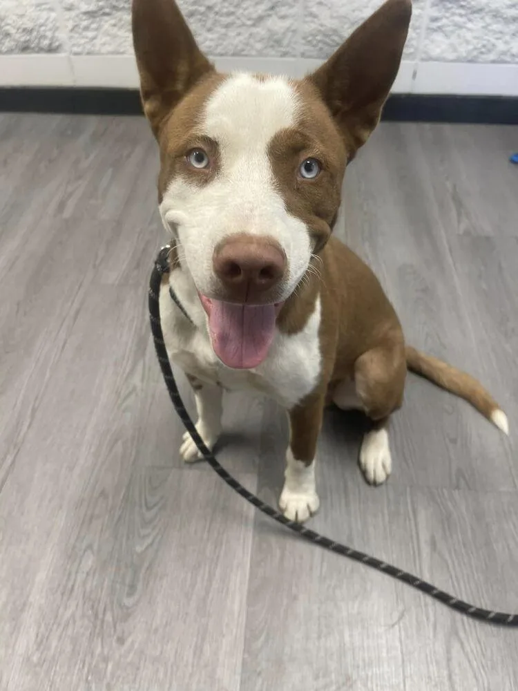 Toby Blue Eyes