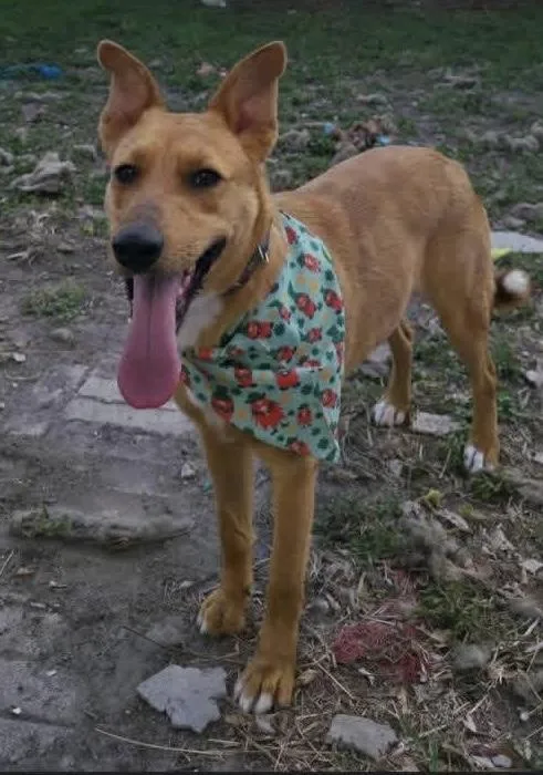 A young medium-sized female Golden Shepherd dog named Fawn for adoption in Elkhorn, WI