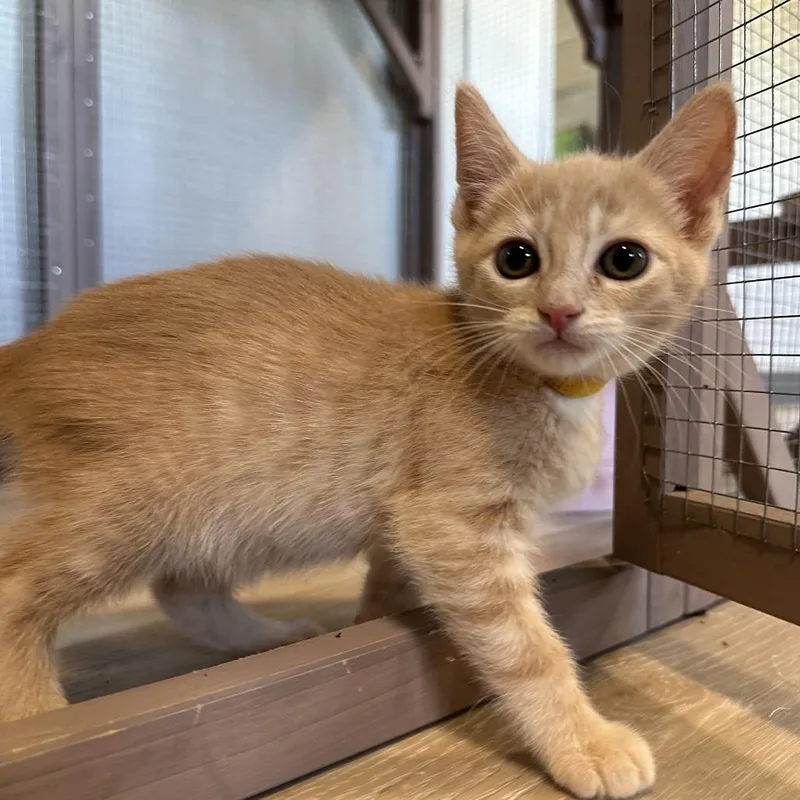 A baby small-sized female Buff / Tan / Fawn Domestic Short Hair cat named Orangina for adoption in Durango, CO