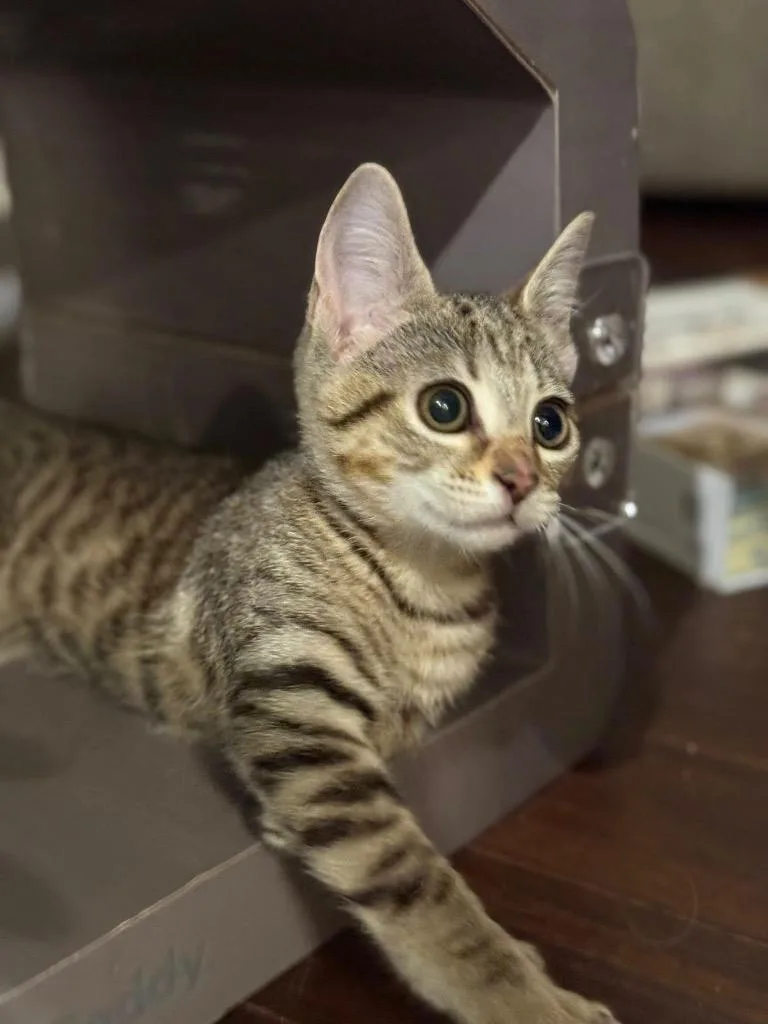 A baby medium-sized female Domestic Short Hair cat named Venelli for adoption in Evans, GA