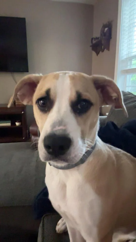 A young large-sized female Mixed Breed dog named Willow for adoption in Chattanooga, TN