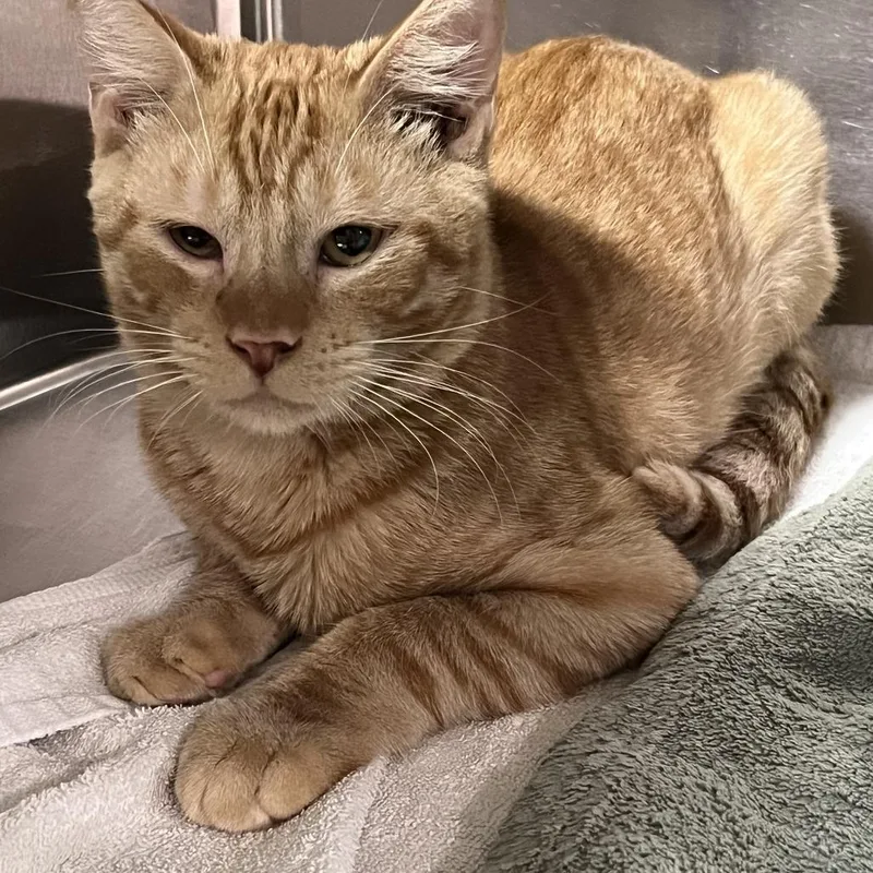 A young medium-sized male Orange / Red Domestic Short Hair cat named Frito for adoption in Pensacola, FL