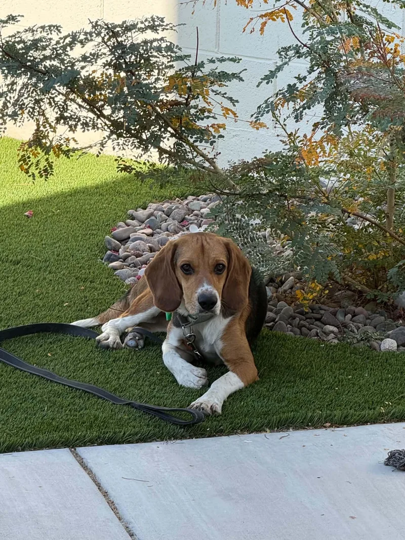 A young medium-sized male Beagle dog named Rhapsody for adoption in Las Vegas, NV