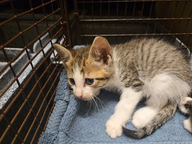 A baby small-sized male Domestic Short Hair cat named Craig for adoption in Tustin, CA