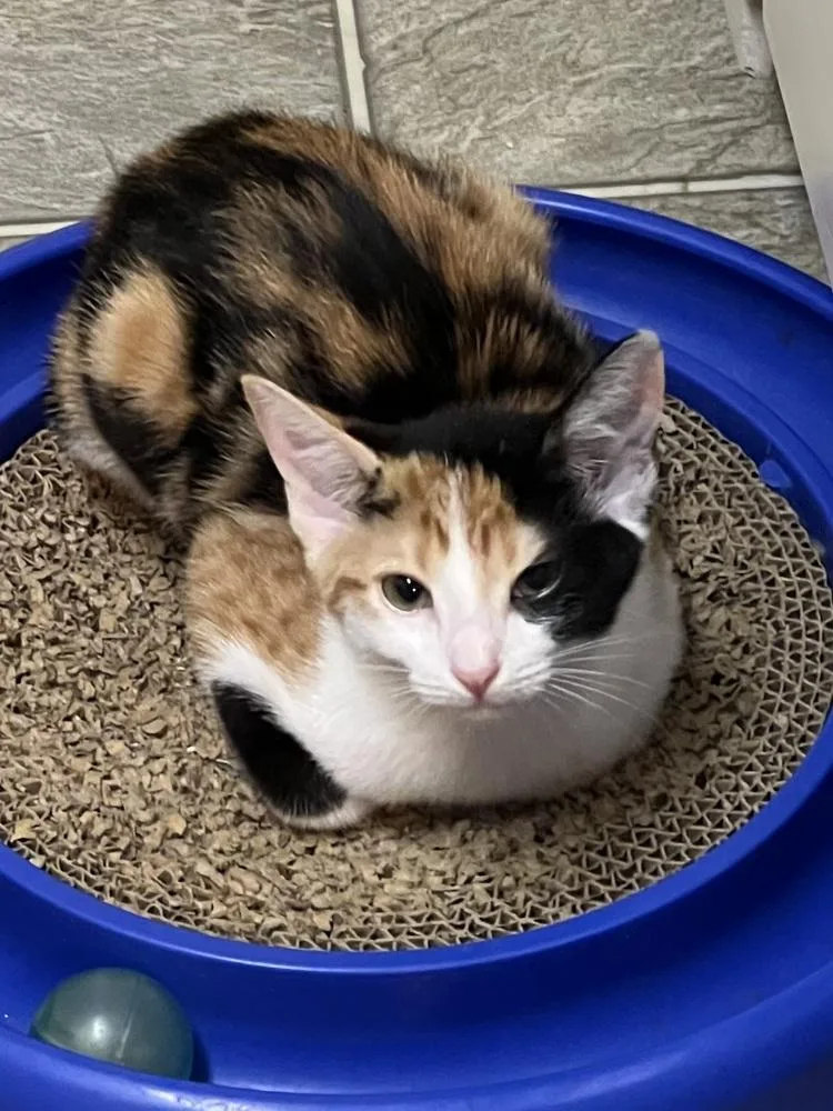 A baby small-sized female Domestic Short Hair cat named Vivian for adoption in Dallas, TX