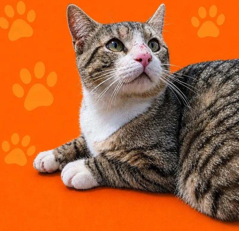 A young large-sized male Domestic Short Hair cat named Bob Cat for adoption in Wauchula, FL