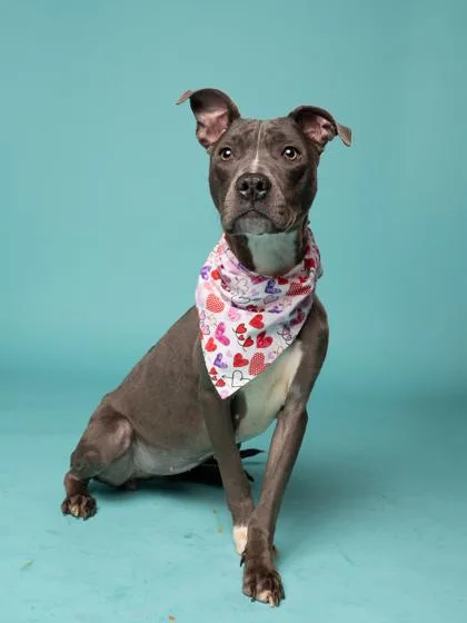 An adult medium-sized female Pit Bull Terrier dog named Bing Bong for adoption in Atlanta, GA