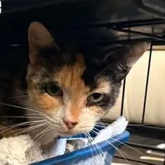 A young small-sized female Calico Domestic Short Hair cat named Zora for adoption in Washington, DC