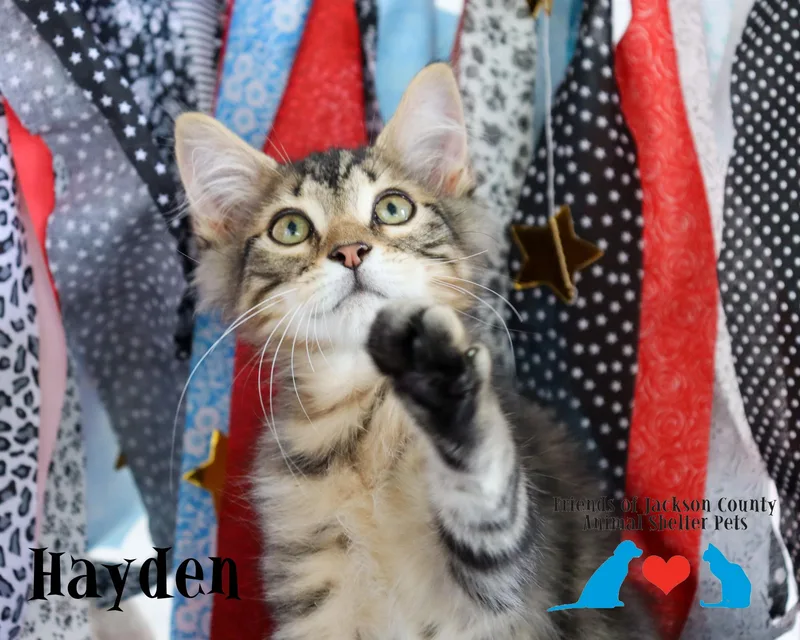 A baby small-sized male Tabby (Brown / Chocolate) Domestic Medium Hair cat named Hayden for adoption in Ocean Springs, MS