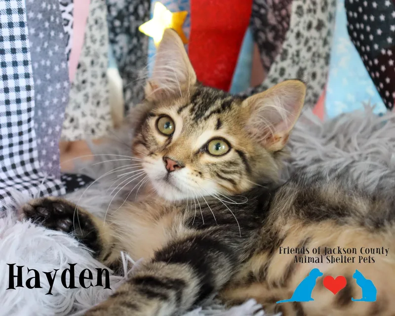 Hayden thumbnail 3