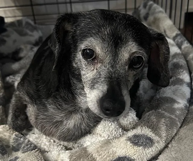 Jasmine    thumbnail 2