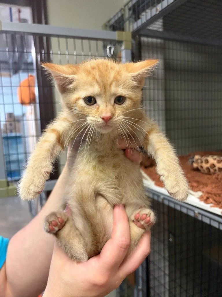 A baby small-sized female Orange / Red Domestic Short Hair cat named Tammy for adoption in Lovingston, VA