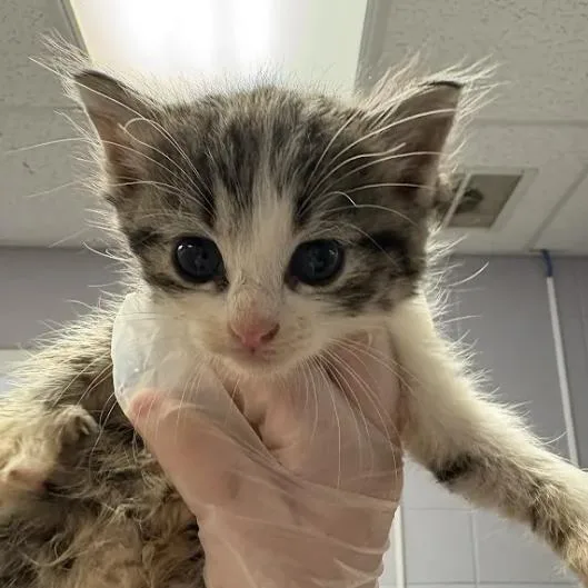 A baby small-sized female Brown / Chocolate Domestic Short Hair cat named Snacks for adoption in South Elgin, IL