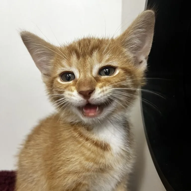 Loki