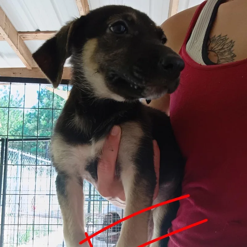 A baby small-sized female Black German Shepherd Dog dog named Target for adoption in Pekin, IL
