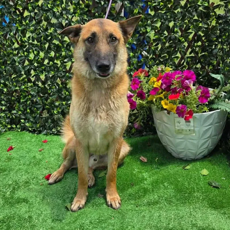 An adult large-sized male Yellow / Tan / Blond / Fawn German Shepherd Dog dog named Rocky for adoption in Jefferson city, TN