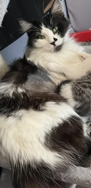 A young medium-sized female White Domestic Medium Hair cat named Jade for adoption in Santa Cruz, CA