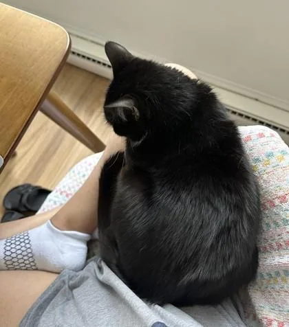 An adult medium-sized female Domestic Short Hair cat named Lissy for adoption in Washington, DC