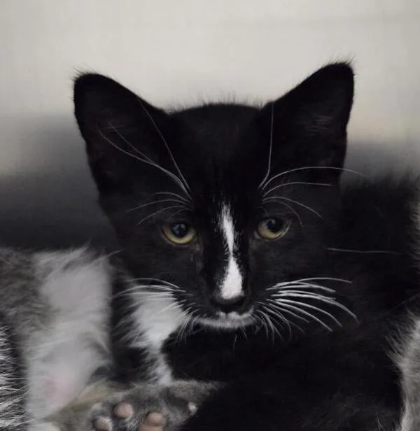 A baby small-sized male Domestic Short Hair cat named Bryce for adoption in Vancouver, WA