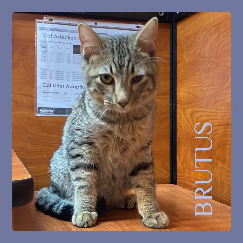 A baby medium-sized male Tabby (Brown / Chocolate) Tabby cat named Brutus for adoption in Lawton, OK