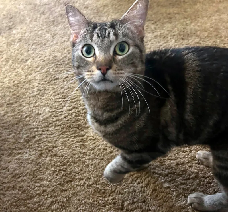 An adult medium-sized male Tabby (Brown / Chocolate) Domestic Short Hair cat named Bubba for adoption in Crystal Lake, IL