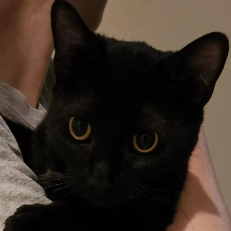 A young medium-sized female Black Domestic Short Hair cat named Paulina for adoption in Maple Shade, NJ