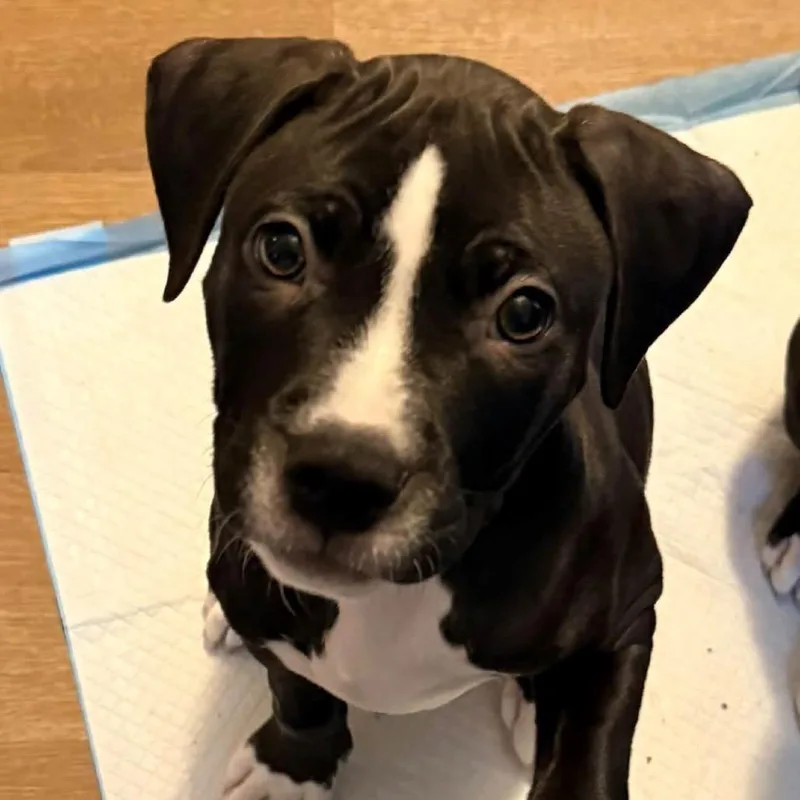 A baby large-sized male Black Pit Bull Terrier dog named Peppy for adoption in Cincinnati, OH
