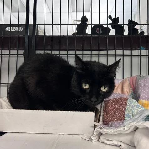 An adult medium-sized female Black Domestic Short Hair cat named Darla for adoption in Davenport, IA