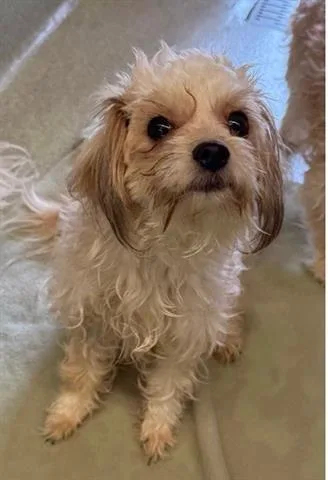 A young small-sized male Maltese dog named Oliver for adoption in San Martin, CA