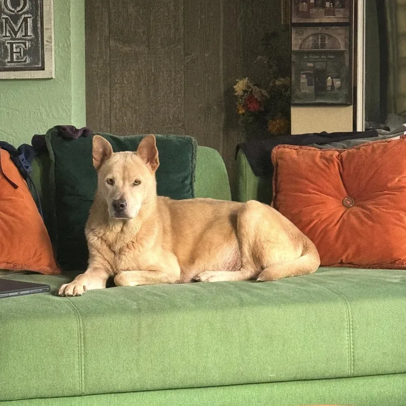 An adult medium-sized female Apricot / Beige Husky dog named Nymeria for adoption in Bayamon, PR