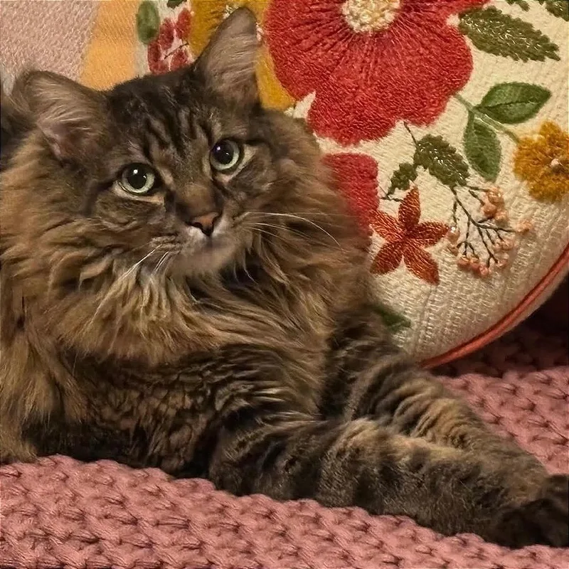 An adult small-sized male Brown / Chocolate Domestic Long Hair cat named Luca for adoption in Prescott, AZ