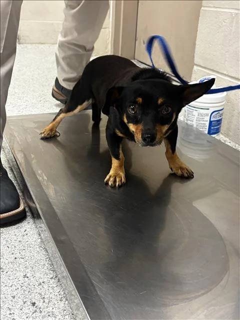 A young small-sized male Chihuahua dog named A for adoption in Conroe, TX