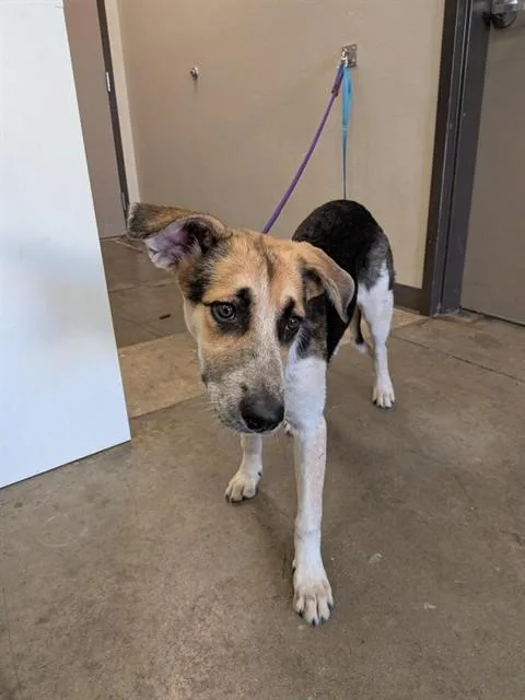 A young medium-sized male Australian Cattle Dog / Blue Heeler dog named Banjo for adoption in Ontario, CA