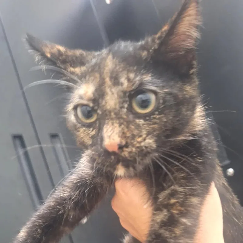 A baby small-sized female Tortoiseshell Domestic Short Hair cat named Tortilla for adoption in Albert Lea, MN