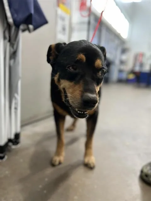 An adult large-sized male Mixed Breed dog named Jayz for adoption in Dallas, TX