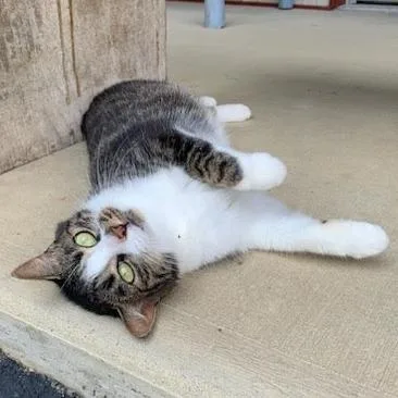 An adult medium-sized female Domestic Short Hair cat named Coco for adoption in Nashville, IN