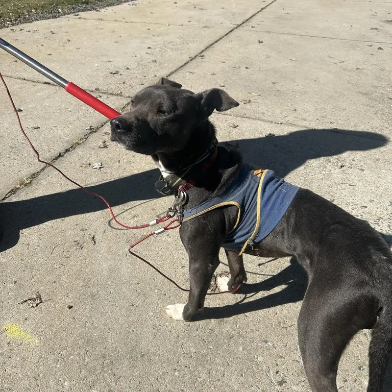 An adult medium-sized male Gray / Blue / Silver Pit Bull Terrier dog named Dude for adoption in Greensboro, NC