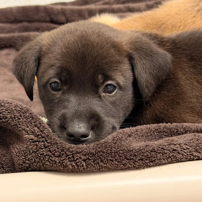 A baby medium-sized male Black Mixed Breed dog named Herbie for adoption in Corydon, IN