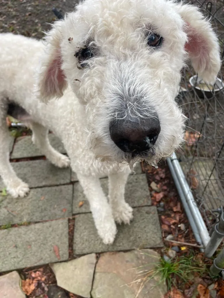 An adult large-sized male Komondor dog named Moose for adoption in Mena, AR