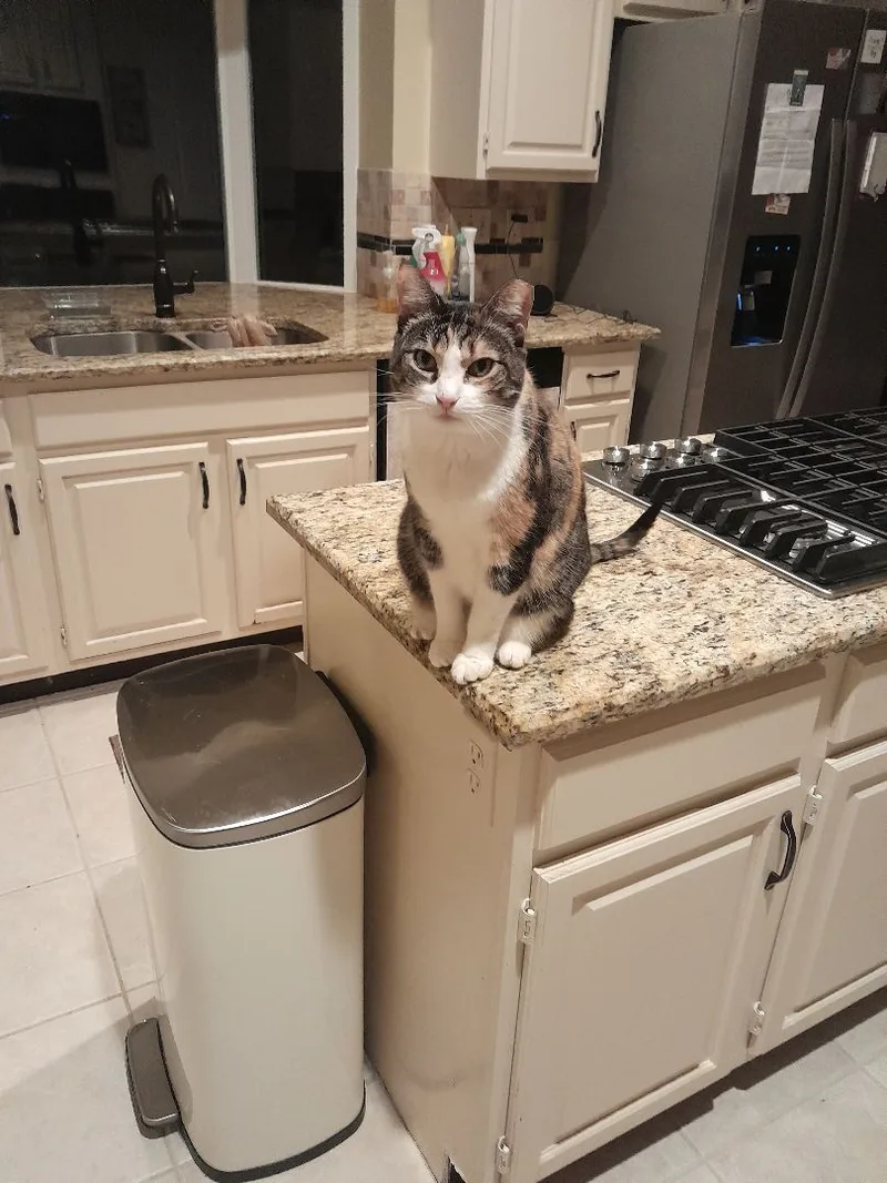 An adult large-sized female Calico cat named Annie for adoption in Santa Clara, CA